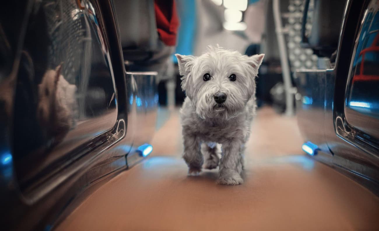 Discover the Benefits of a Hyperbaric Chamber for Dogs